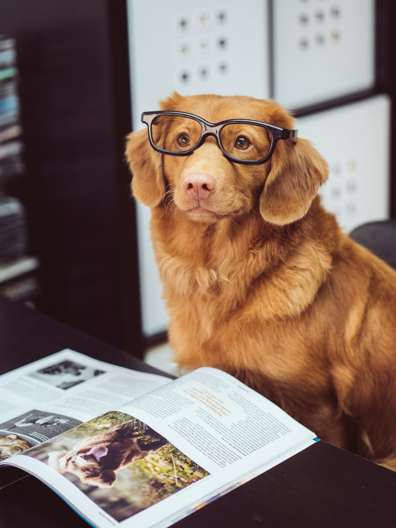 A russet retriever in reading glasses sitting at a desk with an open magazine.